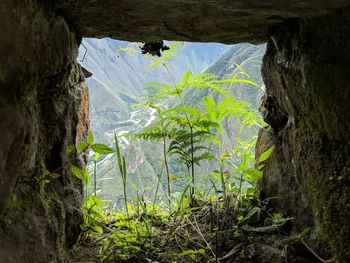 Plants growing on land