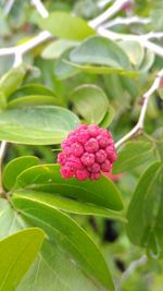 Close-up of flower against blurred background