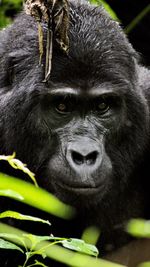 Close-up portrait of gorilla