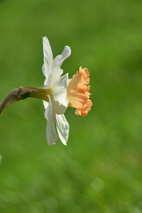 Close-up of white flower