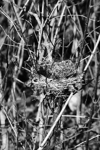 Close-up of insect on plant