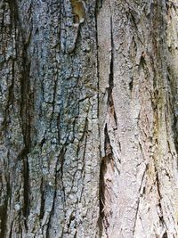 Full frame shot of tree trunk