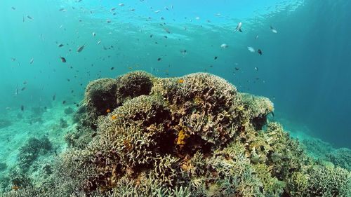 Fish swimming in sea