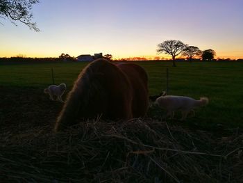 Horse on field against sky during sunset