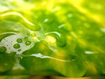 Full frame shot of water drops on leaf