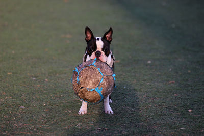 Portrait of dog on field