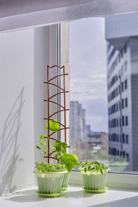 Vegetable garden on window sill. young plants of tomato, cucumber, bell pepper in green pots.