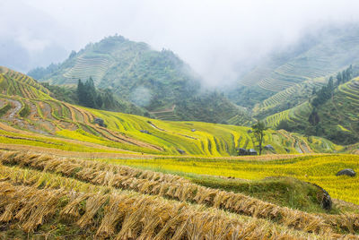 Scenic view of rice field against sky