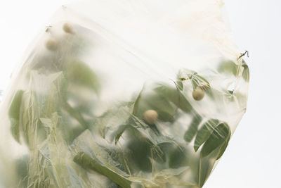 Close-up of glass of water against white background