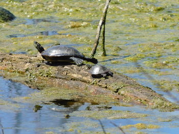 Close-up of duck in lake