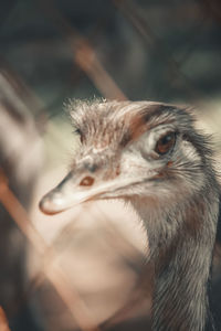 Close-up of a bird