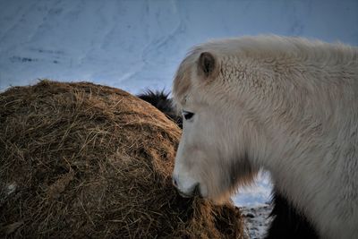 Close-up of an animal