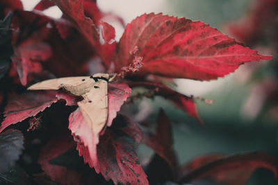 Close-up of red maple leaves