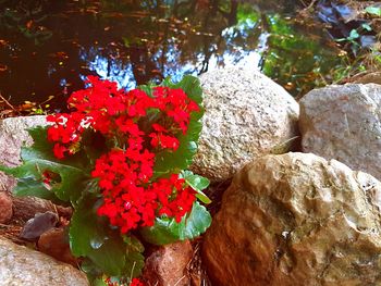 Close-up of flowers against blurred water