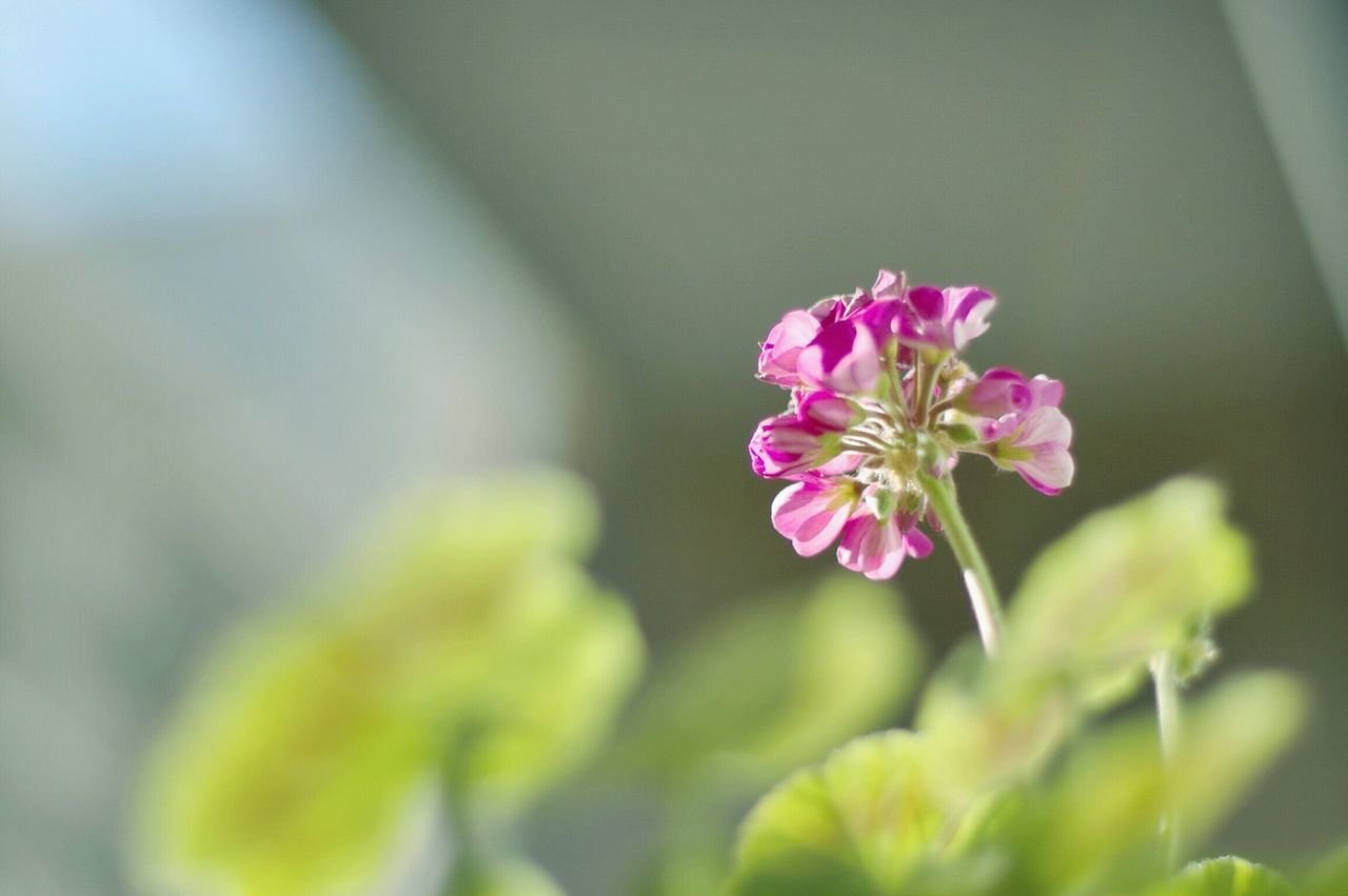 flower, freshness, fragility, petal, growth, pink color, beauty in nature, flower head, focus on foreground, close-up, nature, blooming, plant, in bloom, stem, blossom, selective focus, bud, pink, springtime