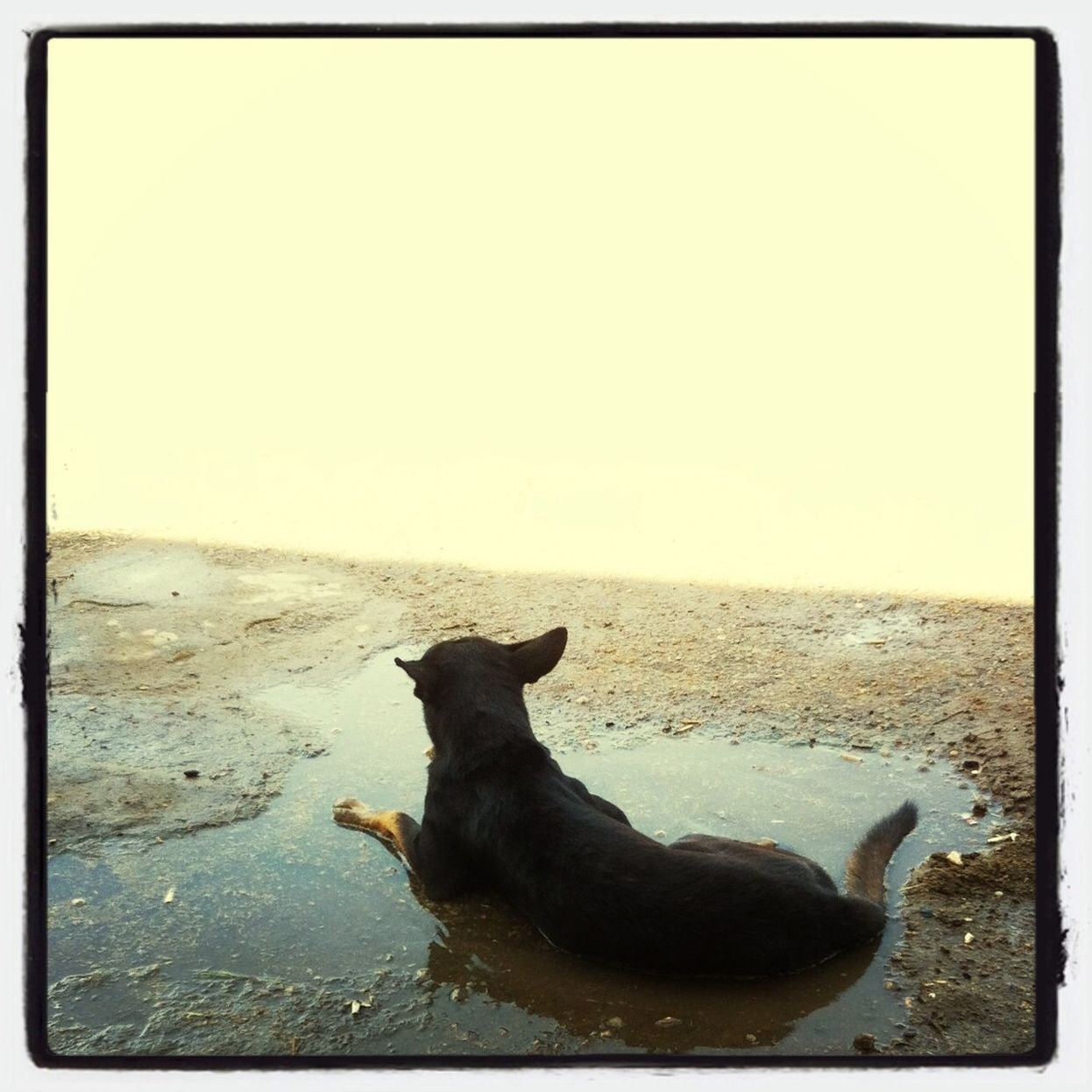 transfer print, one animal, water, animal themes, sea, auto post production filter, beach, pets, clear sky, mammal, dog, horizon over water, domestic animals, shore, copy space, tranquility, nature, tranquil scene, sand, scenics