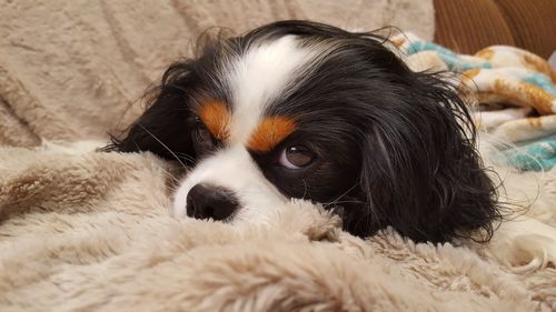 Close-up of dog lying on bed at home