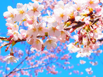 Low angle view of cherry blossoms against sky