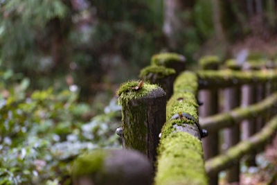 Close-up of mushroom growing on wooden post in forest