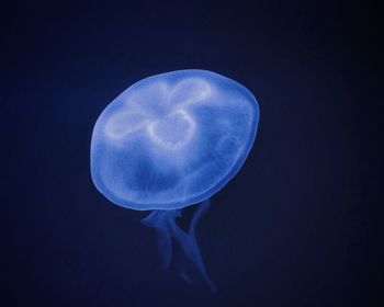 Close-up of jellyfish in sea