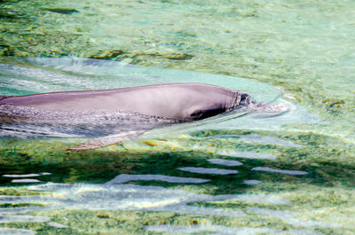 View of fish in sea