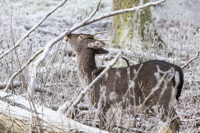 Close-up of deer in forest