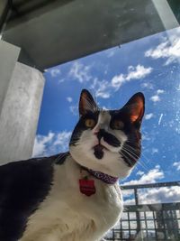 Low angle view of cat looking at camera