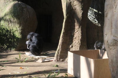 View of an animal in zoo