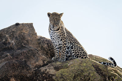 Leopard sits looking out from sunlit rock