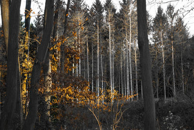 Trees growing in forest