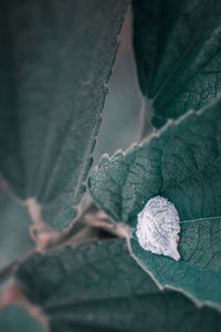 Close-up of dry leaves on tree during winter