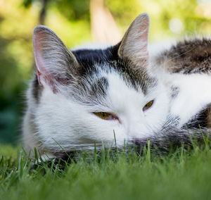 Close-up of a cat on field