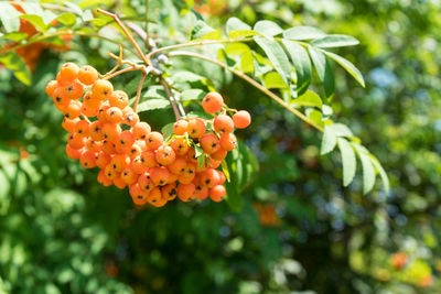 Close-up of orange berries on tree