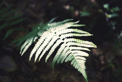 Close-up of fern leaves