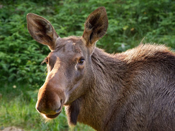 Close-up of young moose