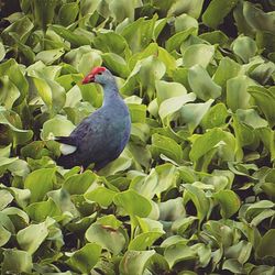 Close-up of bird on leaf
