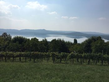 Scenic view of field against sky