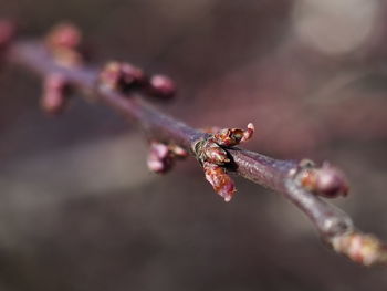 Close-up of flower buds on twig