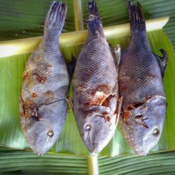 High angle view of grilled fish for lunch