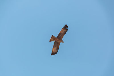 Low angle view of bird flying against clear blue sky