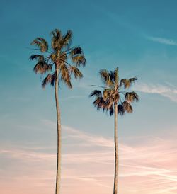 Tropical palm trees at sunset.