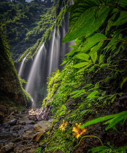 Scenic view of waterfall in forest