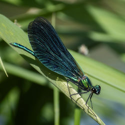 Close-up of butterfly on leaf