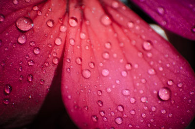 Close-up of water drops on pink flower petal