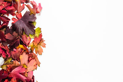 Close-up of flowering plant against white background