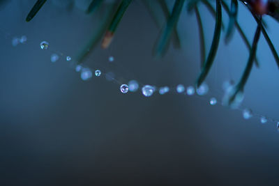 Defocused image of water drops on spider web