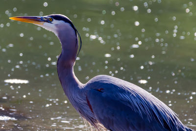 High angle view of gray heron perching on flower