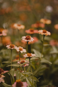 Close-up of white flowering plant on field