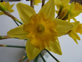 Close-up of yellow flower blooming outdoors