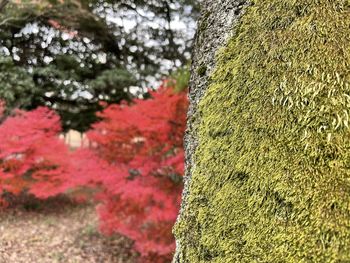 Close-up of lichen on tree trunk